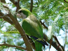 Myiopsitta monachus