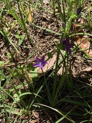 Triodanis biflora