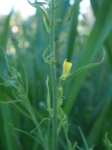 Image of Linaria angustissima by (c) Daniel Cahen, some rights reserved (CC BY)