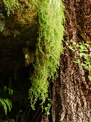 Selaginella oregana