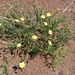 Heath-Leaved Sun Rose - Photo (c) Julien Renoult, some rights reserved (CC BY), uploaded by Julien Renoult
