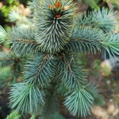 Picea chihuahuana
