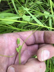 Carex caroliniana