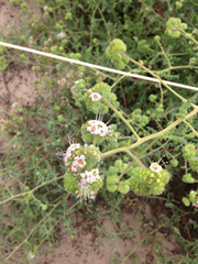 Phacelia ramosissima