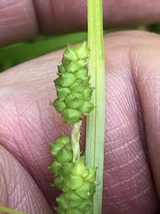 Carex caroliniana