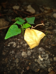 Vasconcellea cauliflora