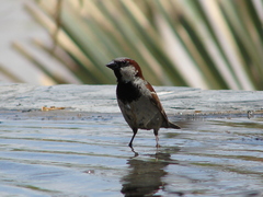 Passer domesticus