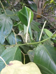 Piper gaudichaudianum