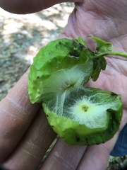 Amphibolips confluenta