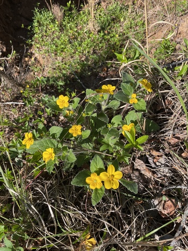 Chrysogonum virginianum