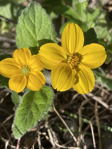 Chrysogonum virginianum