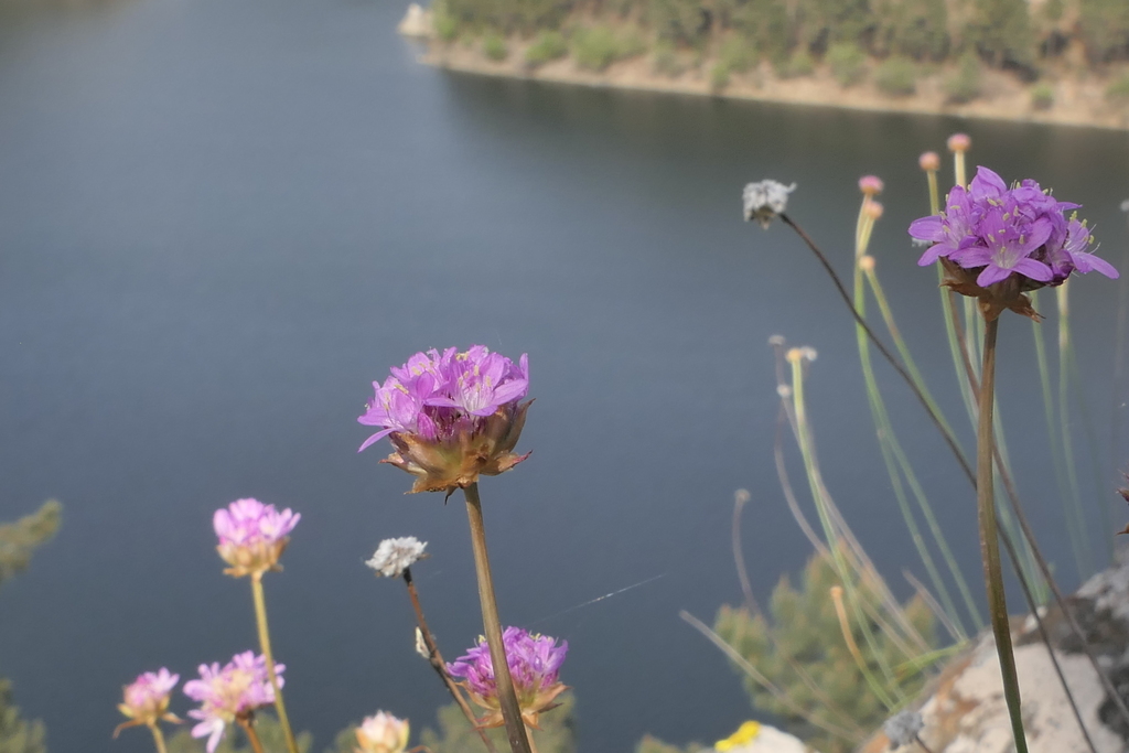 Armeria duriaei
