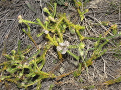 Serruria trilopha