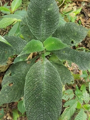 Image of Hoffmannia areolata