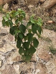 Croton adspersus