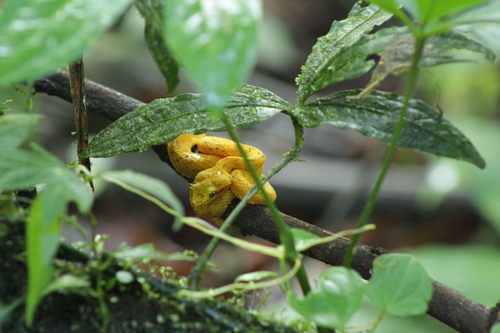 Central American Eyelash-Viper, photo 5 of 10