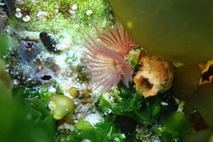 Serpula vermicularis