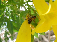 Apis mellifera