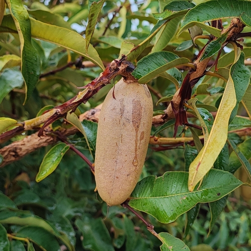Image of Qualea grandiflora by (c) Thomaz Ricardo Favreto Sinani, some rights reserved (CC BY)