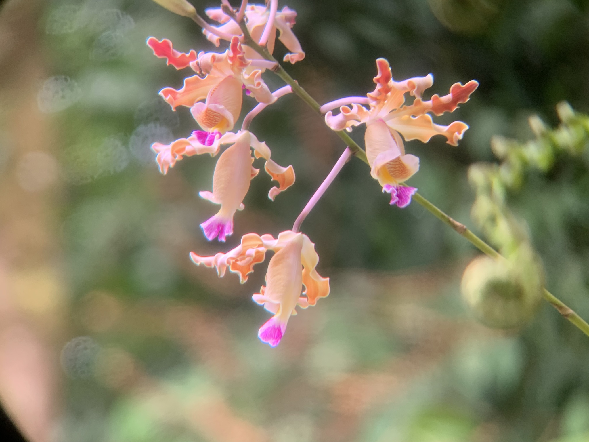 Imagem de Orquídea-trombeta