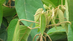 Croton magdalenensis