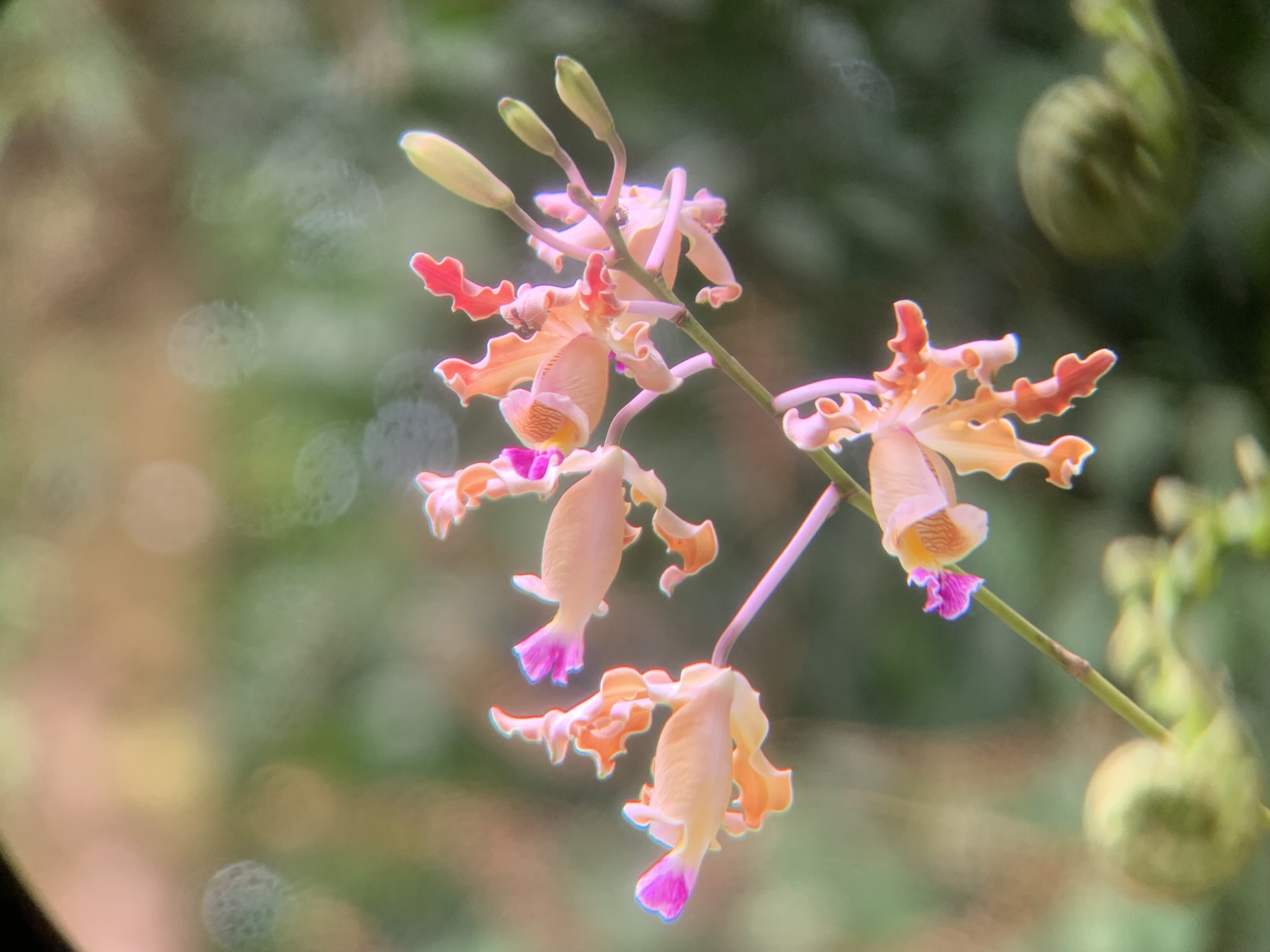 Imagem de Orquídea-trombeta