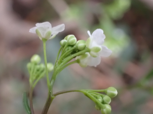 Image of Kernera saxatilis by (c) Elias, some rights reserved (CC BY)