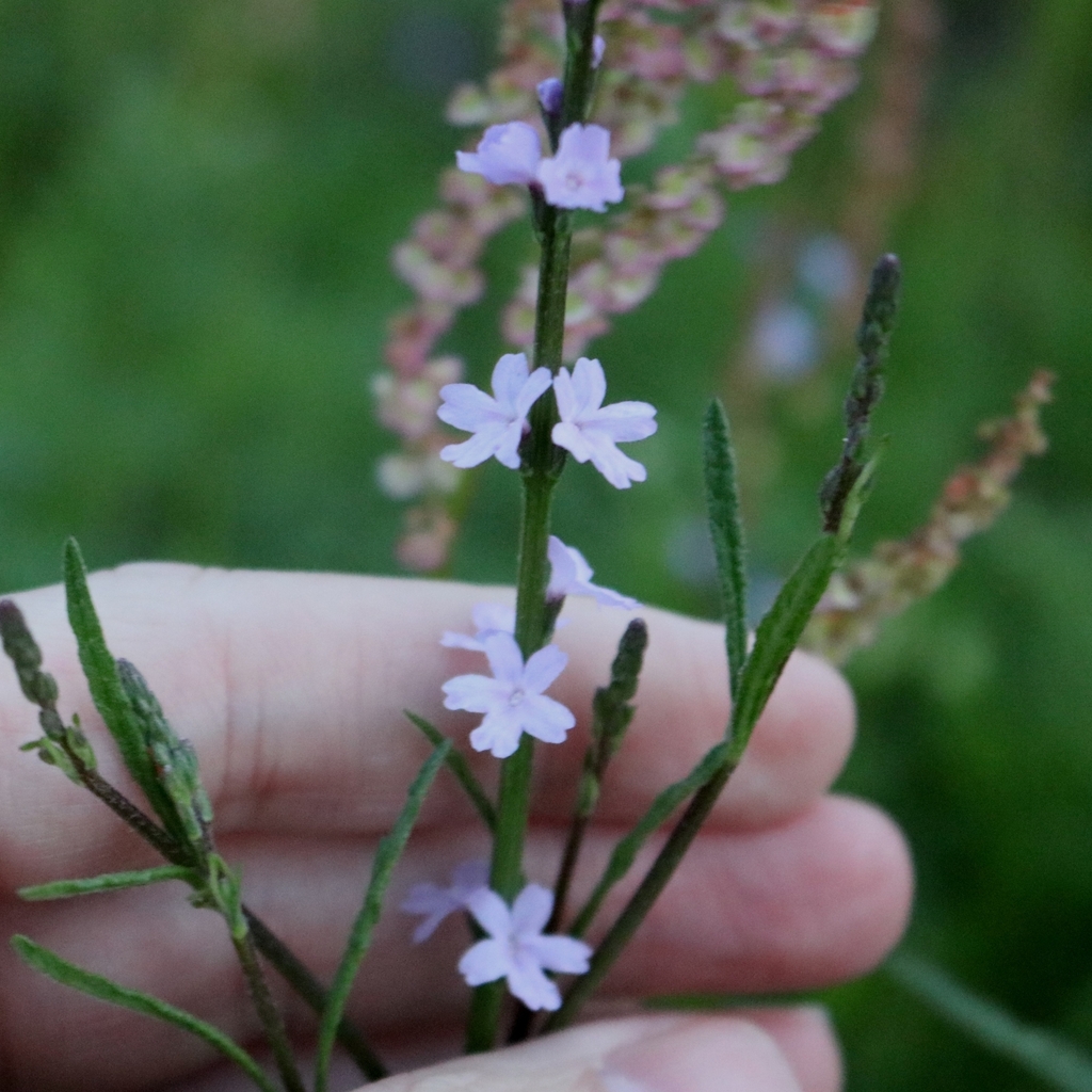 Texas vervain from Gulf Shores, AL, USA on April 8, 2024 at 07:25 AM by ...