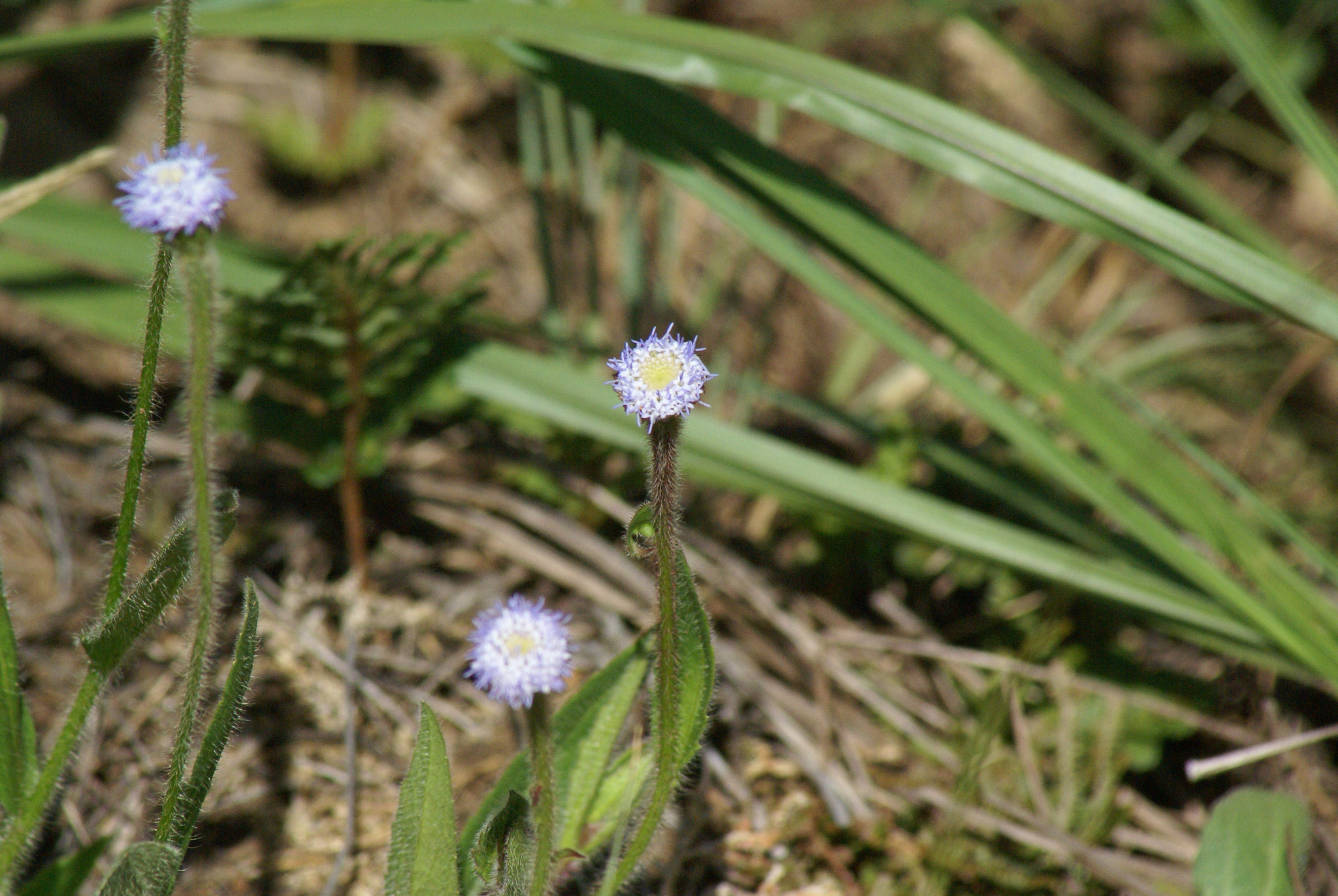 Praxelis missiona