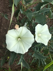 Calystegia subacaulis episcopalis