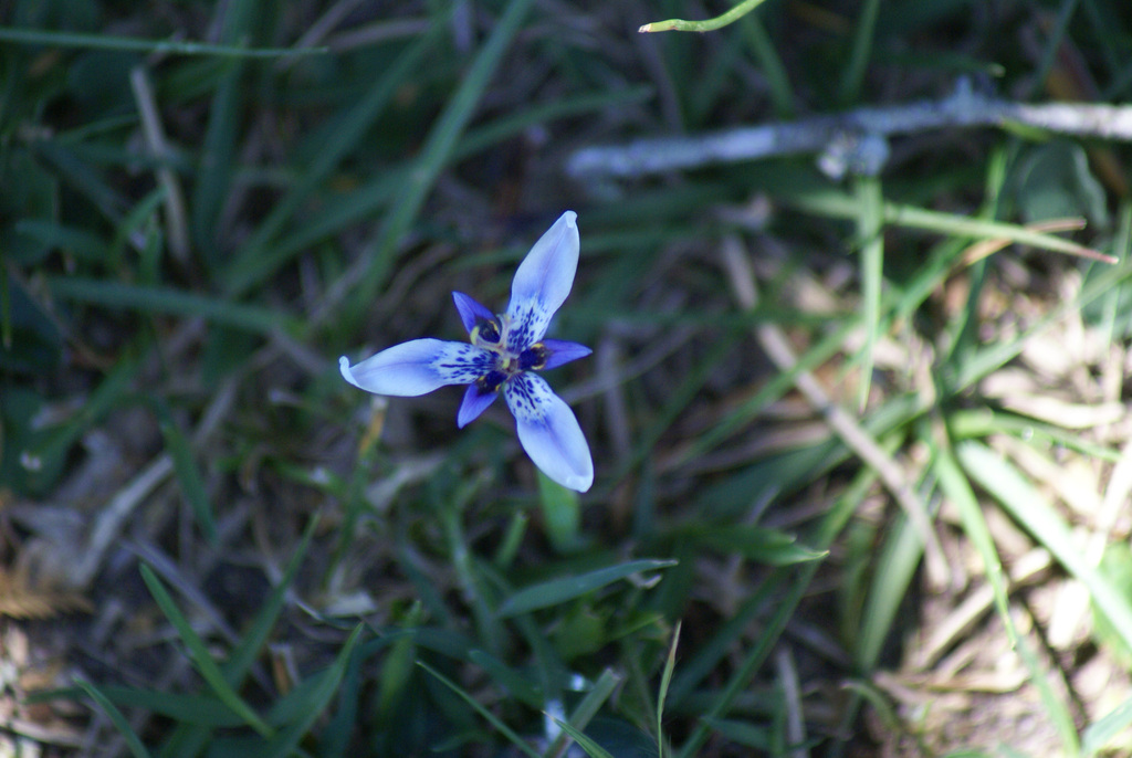 Herbertia amoena