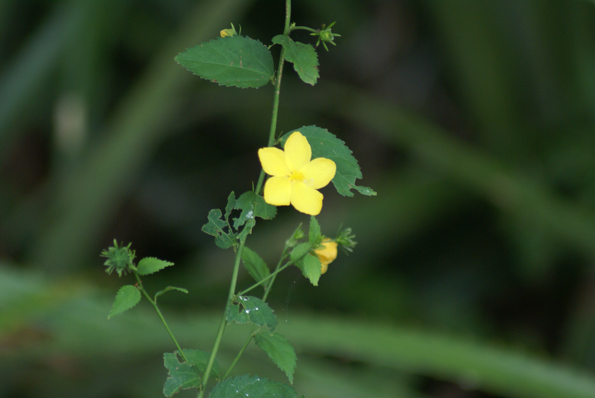 Pavonia sepium