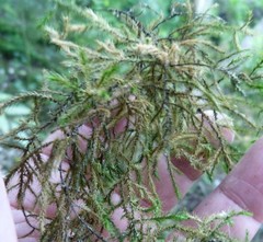 Echinodiopsis hispida