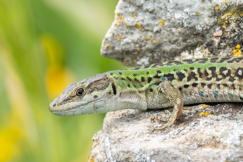 Italian Wall Lizard, photo 7 of 9