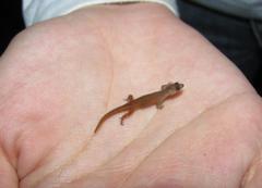 Chatogekko amazonicus