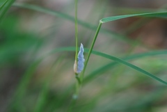 Atkinsonella texensis