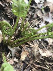 Athyrium angustum