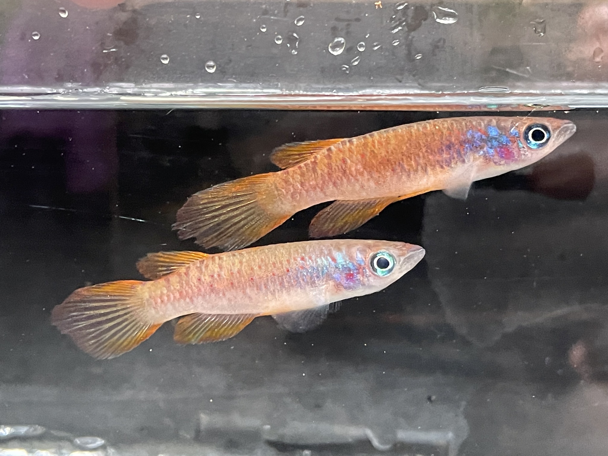 Epiplatys cashneri
