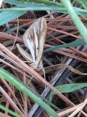 Chiasmia turbulentata