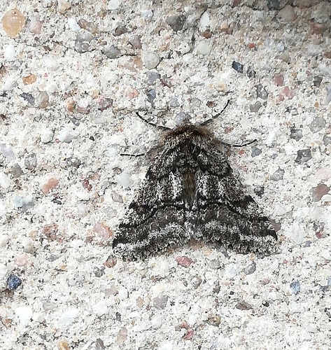 Lycia hirtaria