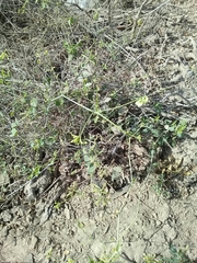 Commicarpus scandens