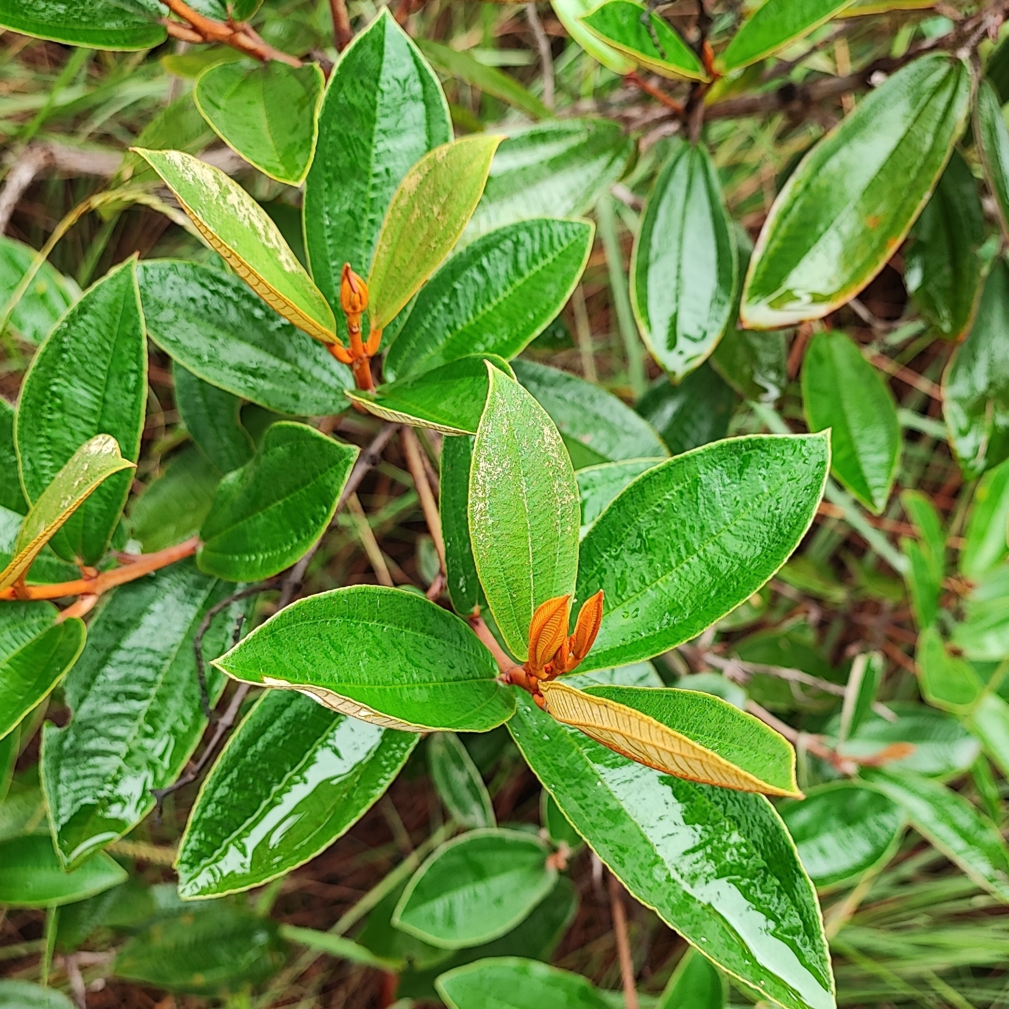 Imagem de Canela de velho