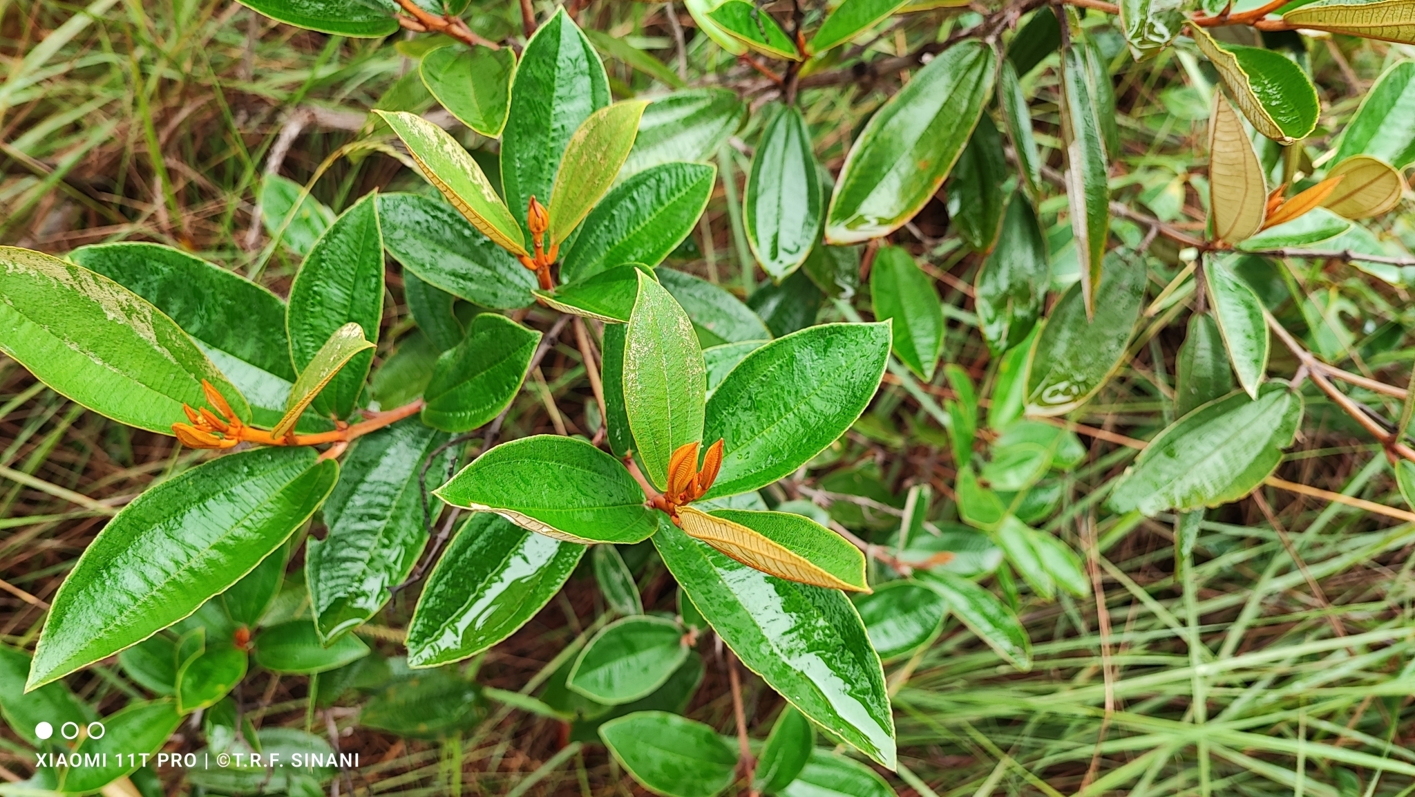 Imagem de Canela de velho