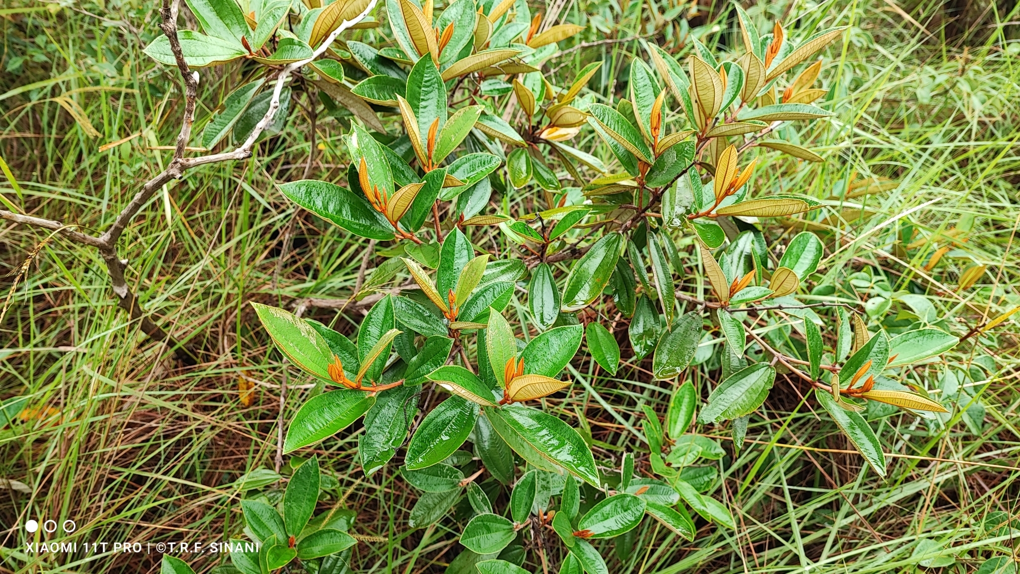 Imagem de Canela de velho