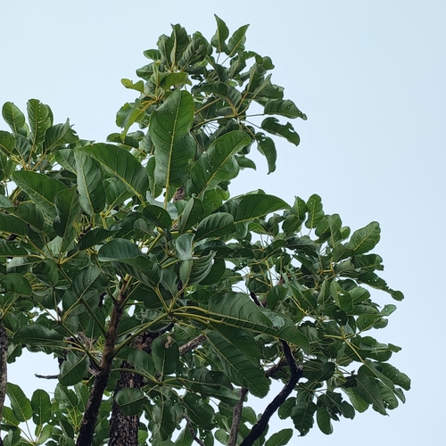 Handroanthus argenteus (Bureau & K.Schum.) Mattos