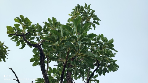 Tabebuia aurea