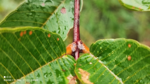 Image of Qualea grandiflora by (c) Thomaz Ricardo Favreto Sinani, some rights reserved (CC BY)