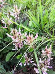 Astragalus monspessulanus