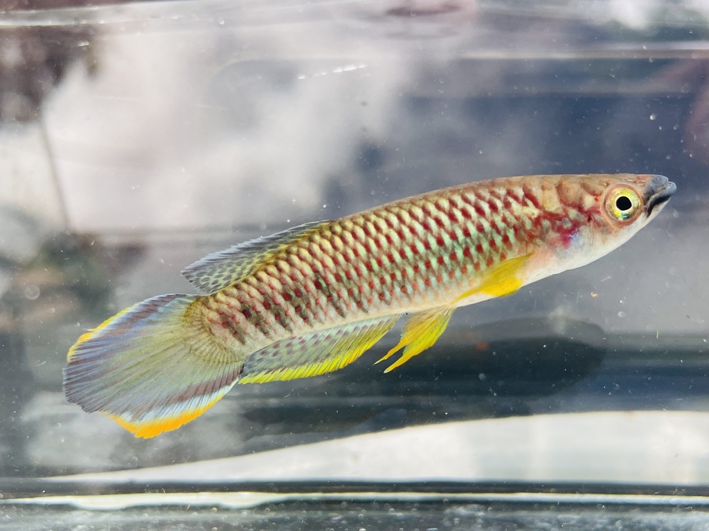 Olbrechts' panchax (Epiplatys olbrechtsi) — Nothobranchiidae