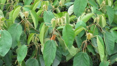 Croton magdalenensis